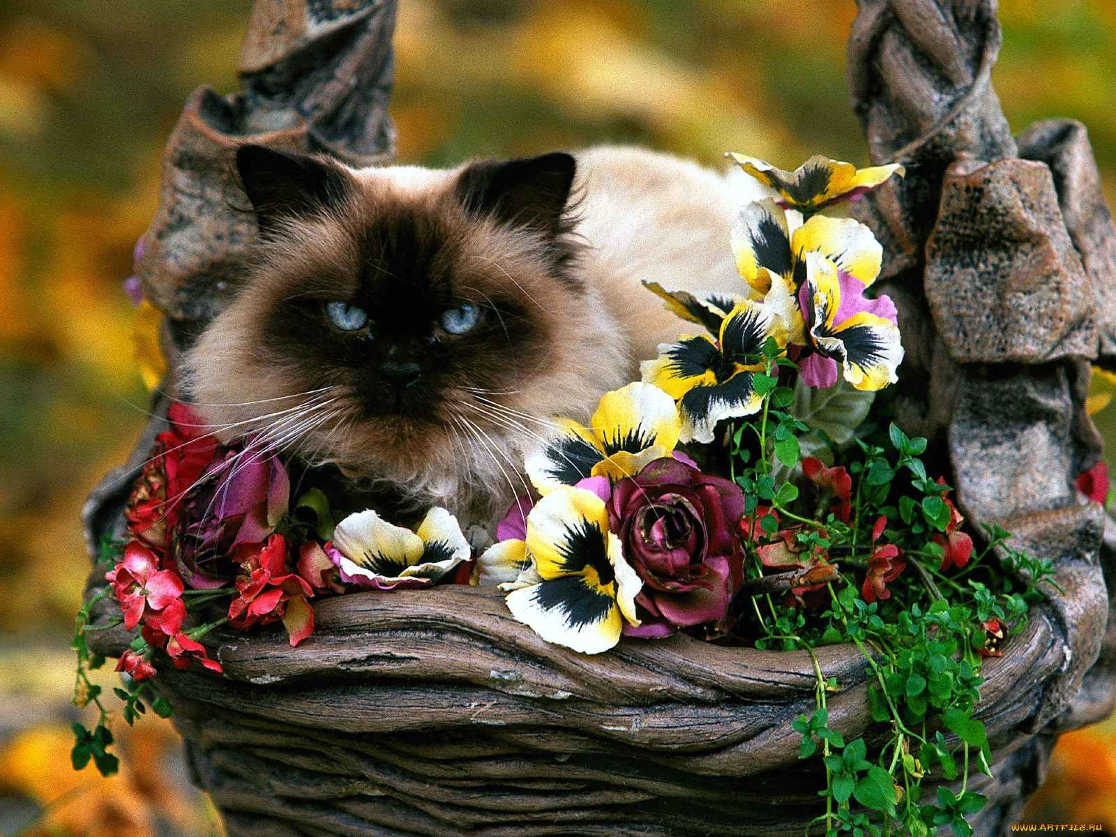 Добрые картинки на телефон. Кошечка в цветах. Цветы и животные. Котик с цветами. Кошечка с цветочком.